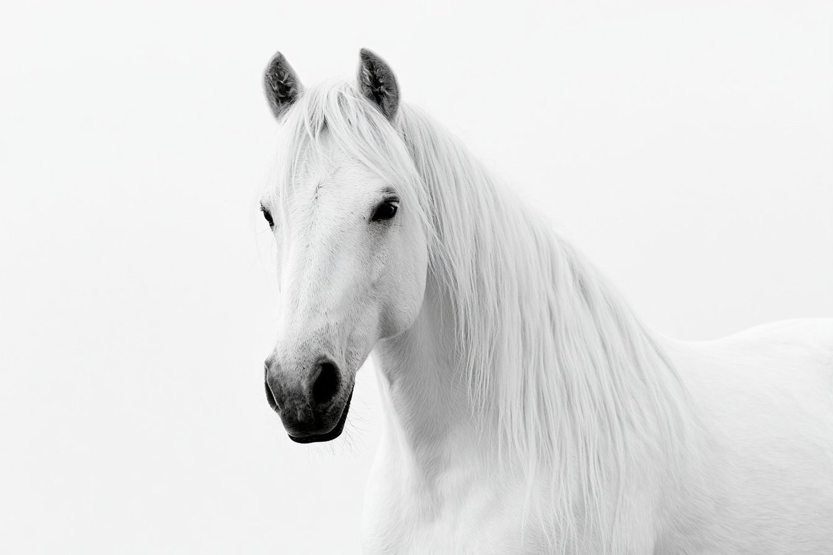 High-Key Monochrome Fine-Art Studio Portrait